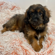 Cavapoo Puppy Gemini