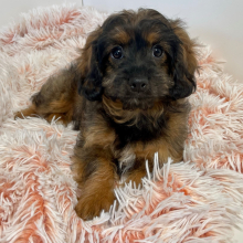 Cavapoo Puppy Gemini