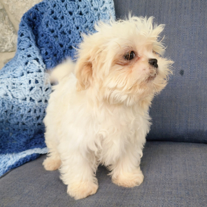 Shih Tzu Puppy Willow