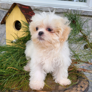 Shih Tzu Puppy Willow