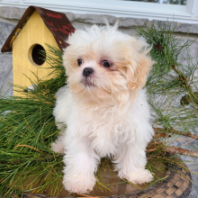 Shih Tzu Puppy Willow