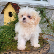 Shih Tzu Puppy Willow