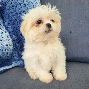 Shih Tzu Puppy Willow