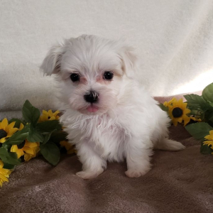 Maltese Puppy Apollo