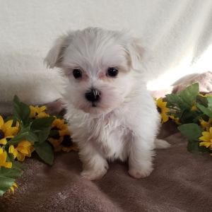 Maltese Puppy Apollo