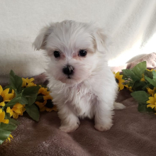 Maltese Puppy Apollo