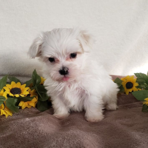 Maltese Puppy Apollo
