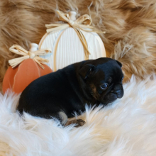 French Bulldog Puppy Princess Lolly