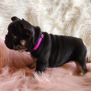 French Bulldog Puppy Princess Lolly