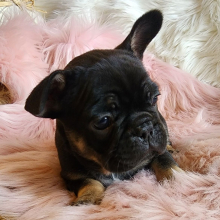 French Bulldog Puppy Princess Lolly