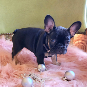 French Bulldog Puppy Princess Lolly