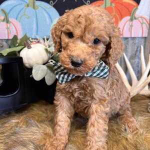 Goldendoodle Puppy Reggie