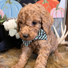 Goldendoodle Puppy Reggie