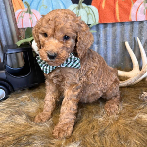 Goldendoodle Puppy Reggie