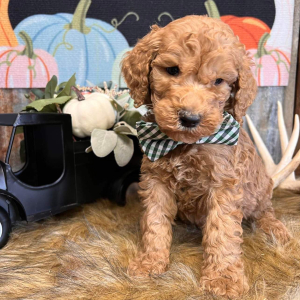 Goldendoodle Puppy Reggie