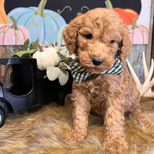 Goldendoodle Puppy Reggie