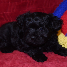 Miniature Schnauzer Puppy Abby