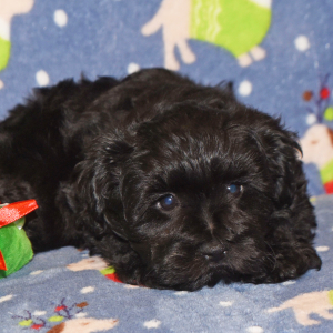 Miniature Schnauzer Puppy Abby