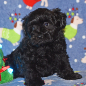 Miniature Schnauzer Puppy Abby