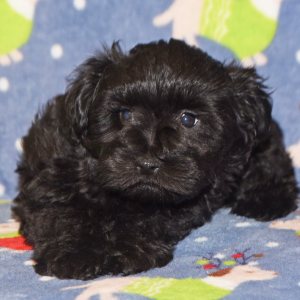 Miniature Schnauzer Puppy Abby