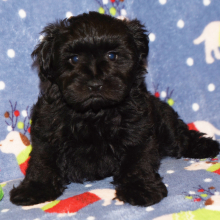 Miniature Schnauzer Puppy Abby