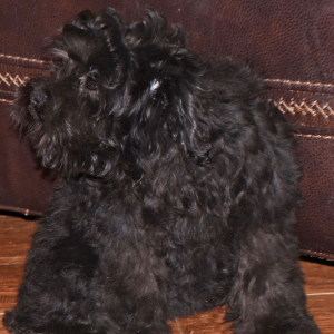 Miniature Schnauzer Puppy Abby