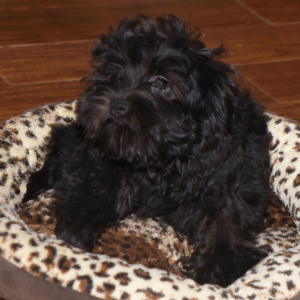 Miniature Schnauzer Puppy Abby