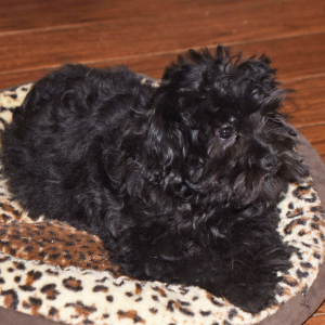 Miniature Schnauzer Puppy Abby