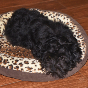 Miniature Schnauzer Puppy Abby