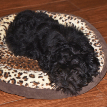 Miniature Schnauzer Puppy Abby