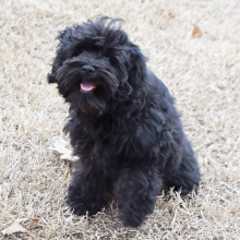 Miniature Schnauzer Puppy Abby