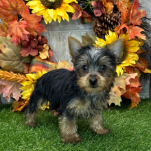 Yorkshire Terrier Puppy Victor