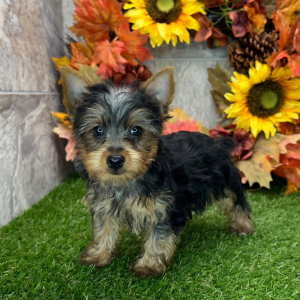 Yorkshire Terrier Puppy Victor