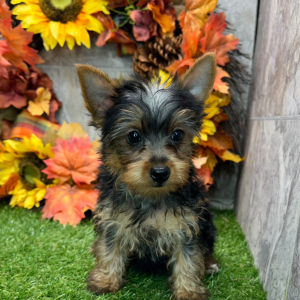 Yorkshire Terrier Puppy Victor