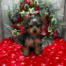 Yorkshire Terrier Puppy Victor