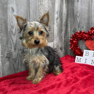 Yorkshire Terrier Puppy Victor