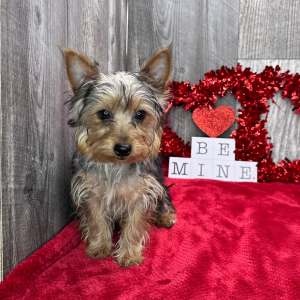 Yorkshire Terrier Puppy Victor