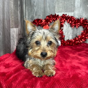 Yorkshire Terrier Puppy Victor