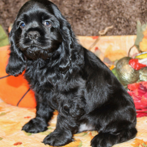 Cocker Spaniel Puppy Finn