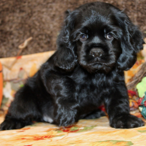 Cocker Spaniel Puppy Finn