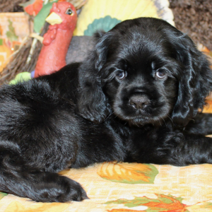 Cocker Spaniel Puppy Finn