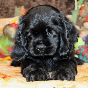 Cocker Spaniel Puppy Finn