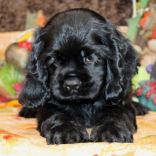 Cocker Spaniel Puppy Finn