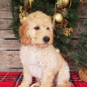 Goldendoodle Puppy Casper