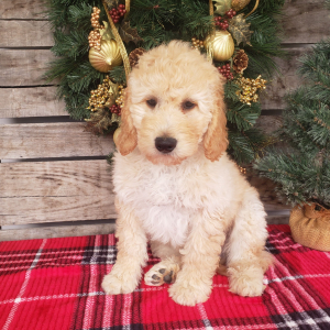 Goldendoodle Puppy Casper