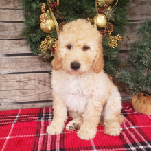 Goldendoodle Puppy Casper