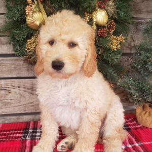 Goldendoodle Puppy Casper