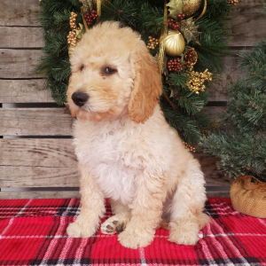 Goldendoodle Puppy Casper