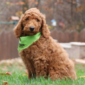 Poodle Puppy Jordan