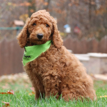 Poodle Puppy Jordan